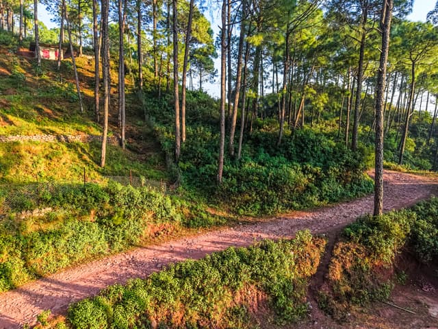 Stars and WindSongs Pines | Terrace Suite with Shared Pool, Garden, Game Zone, Restaurant, & Hill Views | Pet-friendly, 5