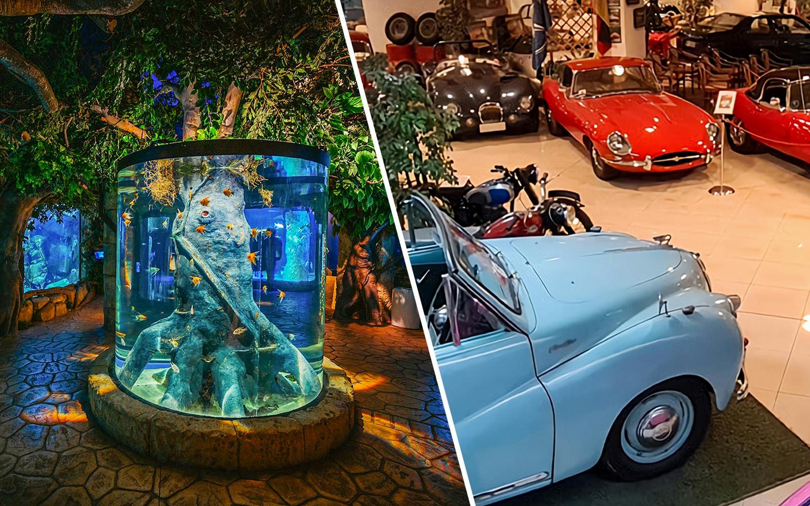 Combo: Malta National Aquarium + Classic Car Collection Museum Tickets