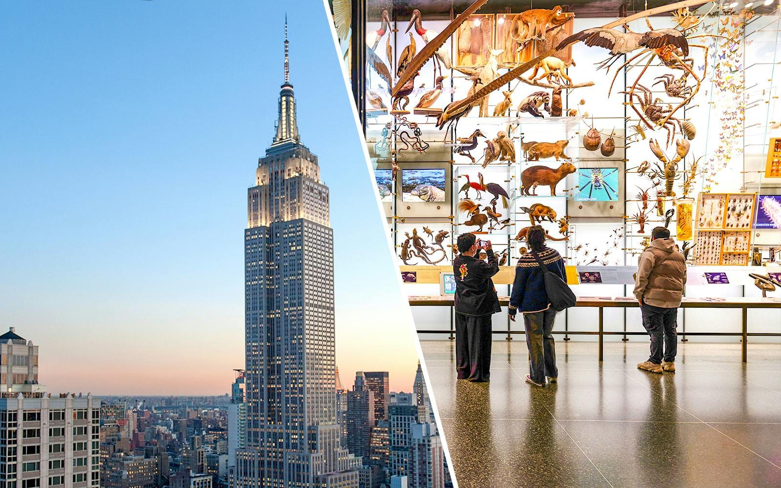 Combo: Empire State Building 86th-Floor + American Museum of Natural History Tickets