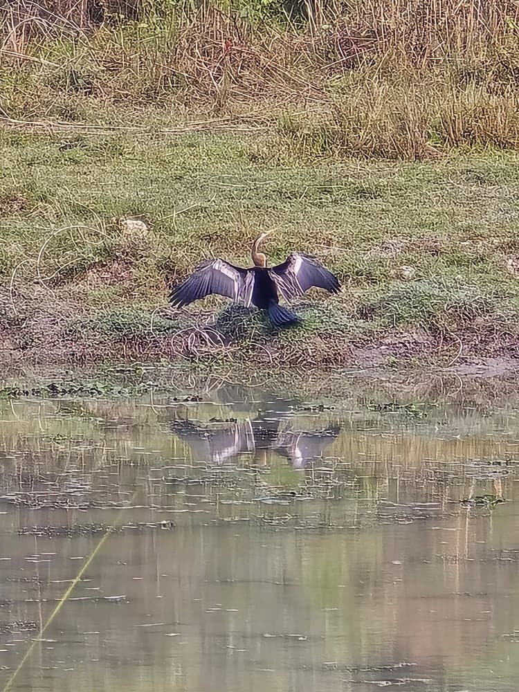 Birdwatching Walk