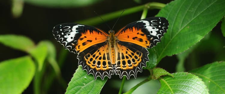 Tambdi Surla Butterfly Trail